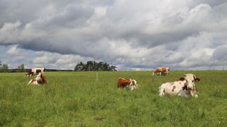 En automne, il faut se tenir prêt pour redémarrer ou à ré-augmenter la part de pâturage.