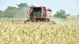 La production européenne de blé (hors blé dur) est désormais estimée à 126 millions de tonnes.