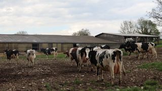 Lorsque la décision est prise, l'ensemble du troupeau laitier doit être vacciné.