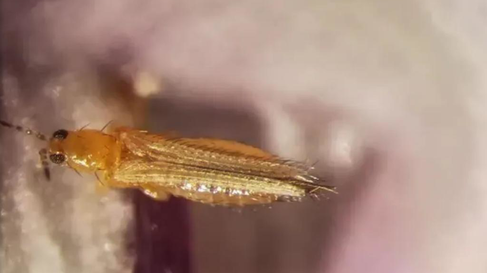 Les producteurs sont invités à répondre à un sondage pour optimiser les stratégies de protection des plantes contre les thrips.