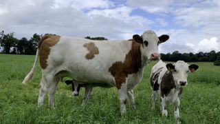 La BVD a un impact économique énorme sur les performances de reproduction.