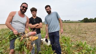 Les deux associés, Gaby Barillet et Denis Rigault, et leur apprenti (au milieu), Enzo Soutonie, optent pour des betteraves énormes, pour que les vaches puissent facilement les sortir de terre.