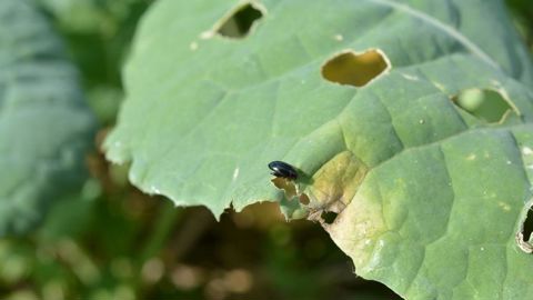 Ce sont surtout les parcelles qui n'ont pas atteint le stade 3-4 feuilles qui sont à surveiller pour le risque grosses altises adultes.