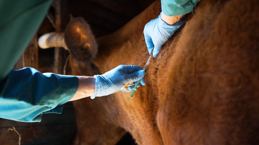 Des campagnes de vaccination ont été lancées contre la FCO et la MHE.