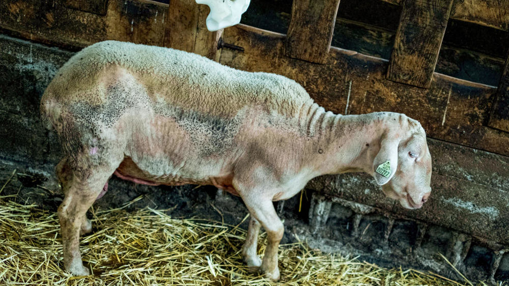 Au 26 septembre 2024, le ministère de l’Agriculture recense 3 743 foyers de fièvre catarrhale ovine (FCO) de sérotype 3 (BTV3) en France.