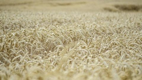Depuis 2015, les surfaces de blé tendre ont connu un recul particulièrement marqué en 2020 et 2024. Depuis 2015, les surfaces de blé tendre ont connu un recul particulièrement marqué en 2020 et 2024.