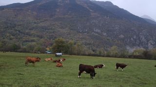 En 2024, 479 bovins ont péri sous le crocs des loups.