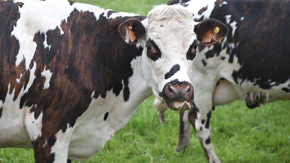 Vache de race Normande