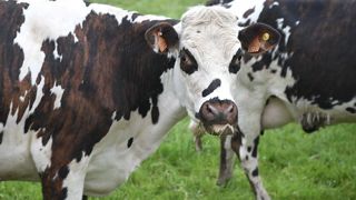 Sur des multipares, la perte de lait est pénalisante lorsqu'on allonge les lactations. Sur des multipares, la perte de lait est pénalisante lorsqu'on allonge les lactations.