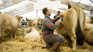 Malgré le contexte sanitaire difficile, les éleveurs et leurs animaux ont répondu présent pour l'édition 2024 du Sommet de l'élevage. Malgré le contexte sanitaire difficile, les éleveurs et leurs animaux ont répondu présent pour l'édition 2024 du Sommet de l'élevage.