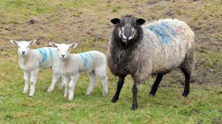 Des restrictions de mouvement sont en place dans deux comtés de l’est de l’Angleterre à la suite de la confirmation de plusieurs cas de fièvre catarrhale chez les ovins et les bovins.