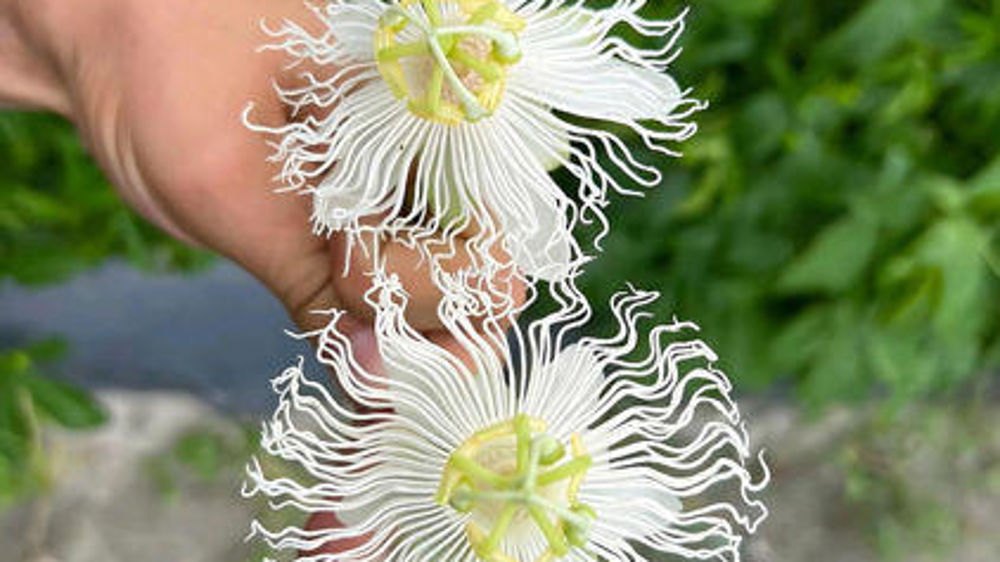 Médaille d’or pour la passiflore à fruits Cooltropics® Snowstar
