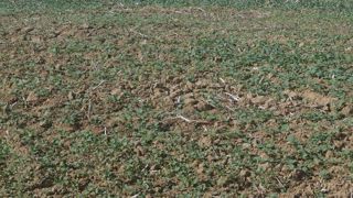 Repousses, couverts d'interculture, cultures dérobées ou mulch se sont déployés entre les hivers 2016-2027 et 2020-2021.