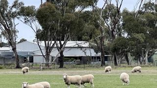 Les solutions alternatives au mulesing ne convainquent pas. Les solutions alternatives au mulesing ne convainquent pas.