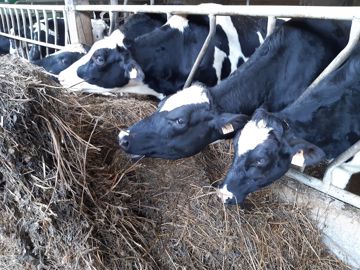 Génisses laitières gestantes à l'auge à Trévarez Finistère Génisses laitières gestantes à l'auge à Trévarez Finistère