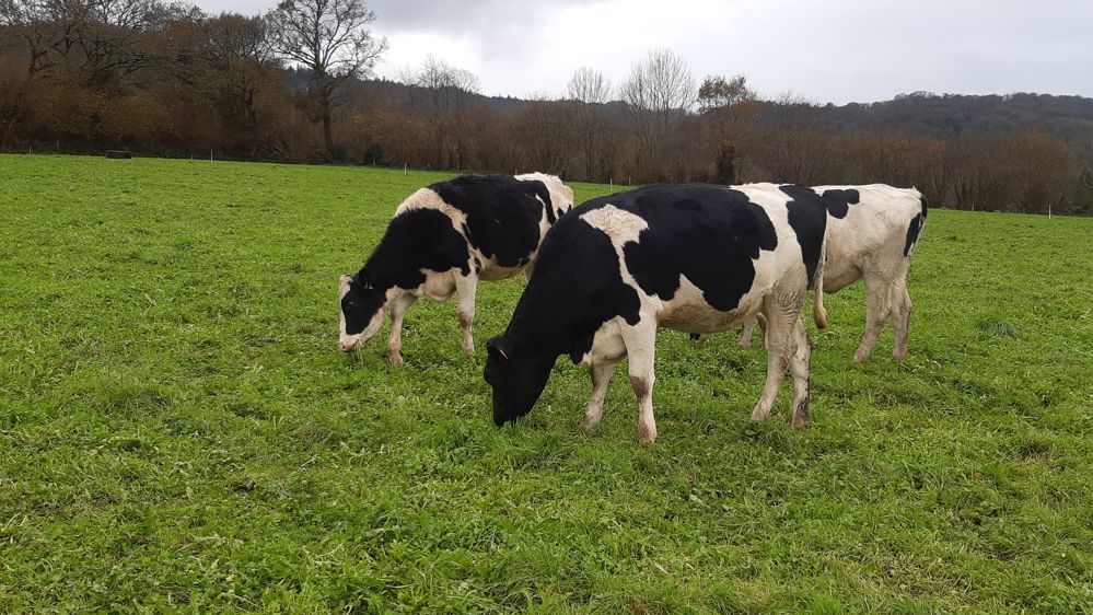 Génisses laitières gestantes au pâturage en hiver à Trévarez 29 Génisses laitières gestantes au pâturage en hiver à Trévarez 29