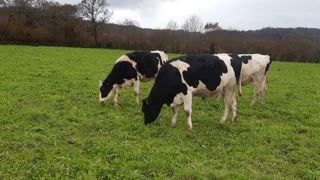 Dans les conditions de Trévarez (Finistère) le pâturage hivernal permet aux génisses gestantes de maintenir de bons niveaux de croissance. Dans les conditions de Trévarez (Finistère) le pâturage hivernal permet aux génisses gestantes de maintenir de bons niveaux de croissance.
