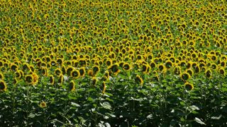 La moelle, autrement dit l'intérieur de la tige de tournesol, a des propriétés isolantes intéressantes.
