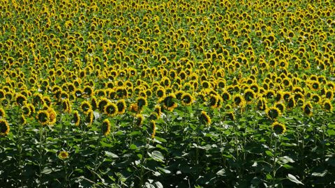 La moelle, autrement dit l'intérieur de la tige de tournesol, a des propriétés isolantes intéressantes.