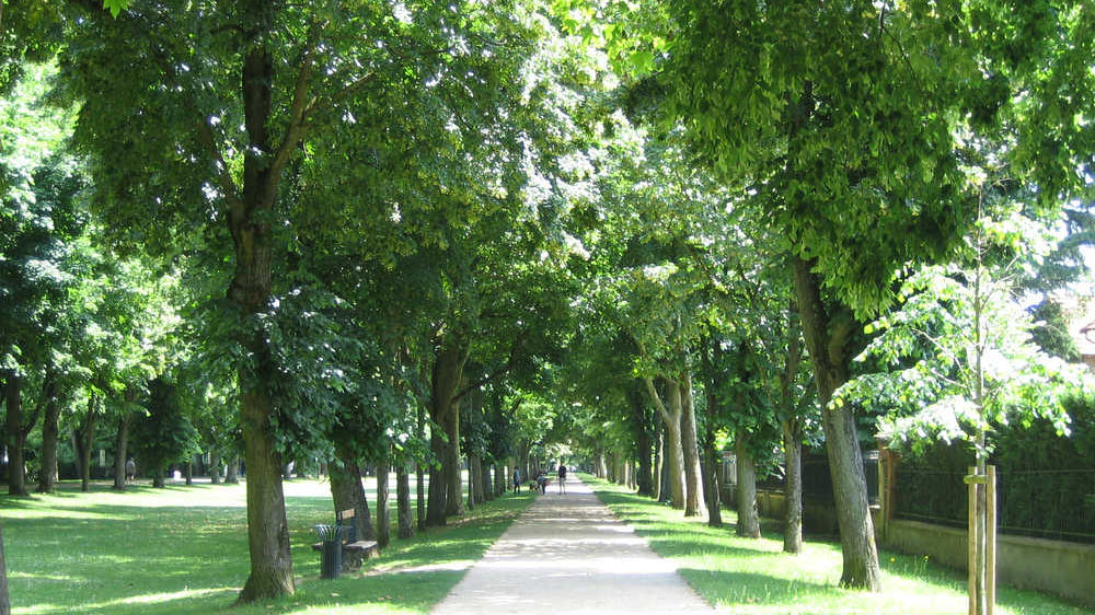 Les 3èmes Rencontres nationales des acteurs des allées d’arbres en Essonne