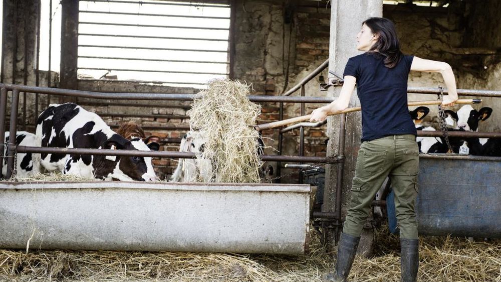 En 2021, l'Italie ne comptait plus  que 25 370 fermes laitières, contre 42 600, dix ans plus tôt.