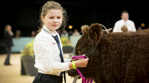 Clémence a participé à son cinquième concours pour juniors. Elle a présenté Versailles au sommet de l'élevage, sa jeune salers de 9 mois.