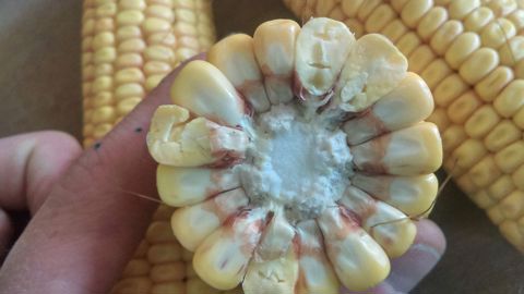Arvalis liste les précautions à prendre pour prioriser les récoltes de maïs grain. Arvalis liste les précautions à prendre pour prioriser les récoltes de maïs grain.