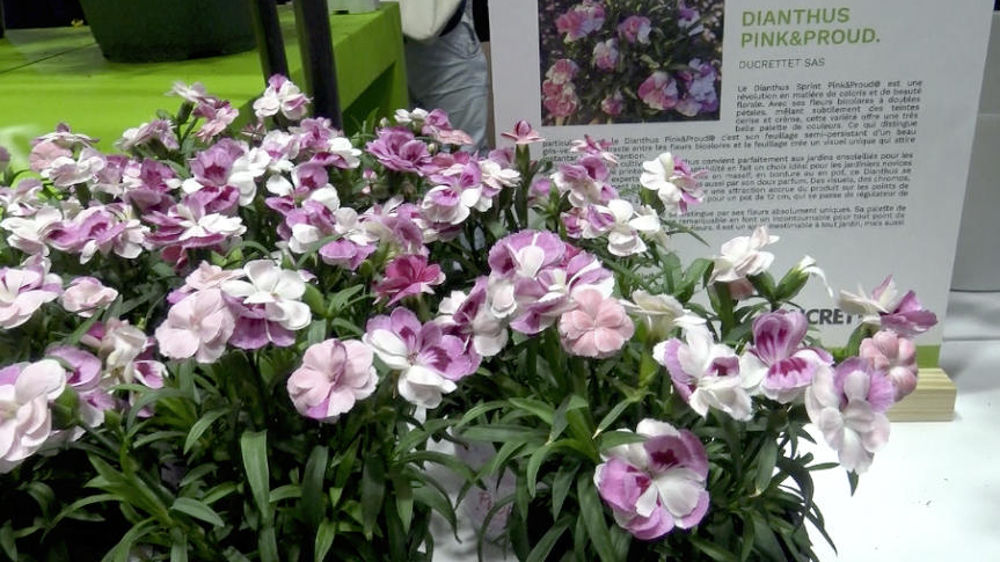 Dianthus Pink & Proud® 'Sprint', présenté au concours Innovert pendant le dernier Salon du végétal à Angers, du 10 au 12 septembre. Dianthus Pink & Proud® 'Sprint', présenté au concours Innovert pendant le dernier Salon du végétal à Angers, du 10 au 12 septembre.