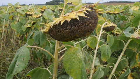 Selon les calculs de Terres Inovia, il est rentable de récolter les tournesols trop humides en engageant des frais de séchage.
