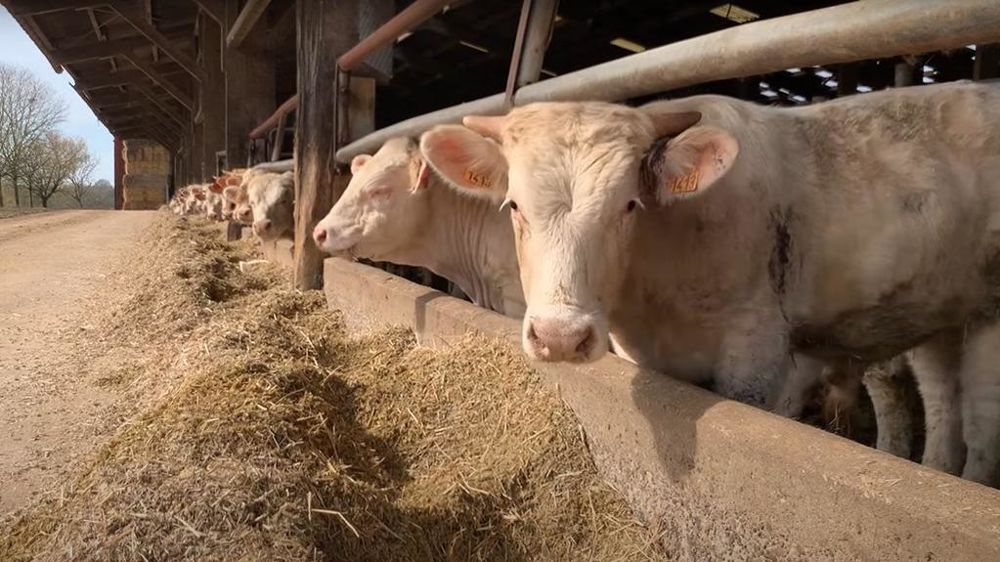 Broutard charolais à l'engraissement