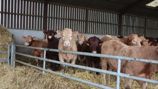 La production de jeunes bovins allaitants est contractualisée à hauteur de 30 % en France, soit 158 658 têtes.