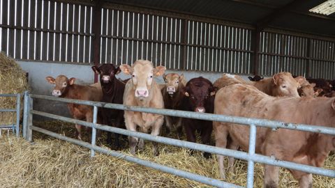 La production de jeunes bovins allaitants est contractualisée à hauteur de 30 % en France, soit 158 658 têtes.