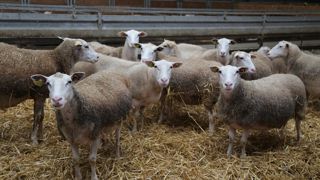 La production ovine française a continué de baisser en 2023.