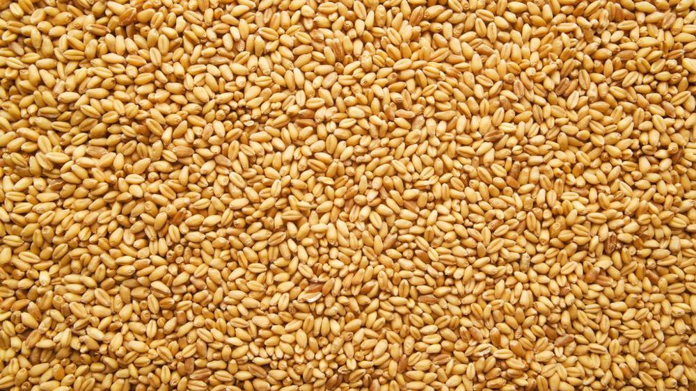Grains de blé