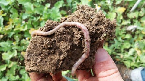 Selon une étude du Boston Consulting Group, les « pratiques régénératrices » mises en place pendant six à dix ans peuvent générer un bénéfice de 507 €/ha pour les agriculteurs.