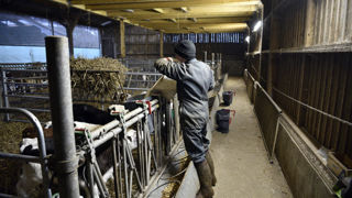 Karine Gloanec-Maurin adjointe à Couëtron-au-Perche dans le Loir-et-Cher, anticipe l'arrivée de nouveaux travailleurs migrants en agriculture, moins protégés que les ressortissants européens.(image d'illustration)