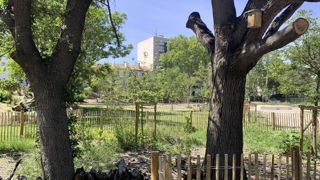 Pour un élagueur, intervenir sur des arbres en mauvais état mais abritant des espèces protégées peut s'avérer problématique. Ici, une ville du sud de la France a choisi d'élaguer et de laisser au sol les déchets de taille de chênes abritant des capricornes, pour assurer la survie de l'espèce...