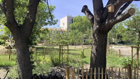 Pour un élagueur, intervenir sur des arbres en mauvais état mais abritant des espèces protégées peut s'avérer problématique. Ici, une ville du sud de la France a choisi d'élaguer et de laisser au sol les déchets de taille de chênes abritant des capricornes, pour assurer la survie de l'espèce...