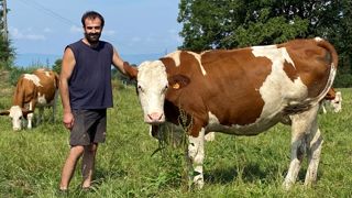 Éleveurs en zone AOP abondance, Jullien Bochaton mise sur le pâturage tournant pour optimiser la gestion des surface en herbe. Éleveurs en zone AOP abondance, Jullien Bochaton mise sur le pâturage tournant pour optimiser la gestion des surface en herbe.