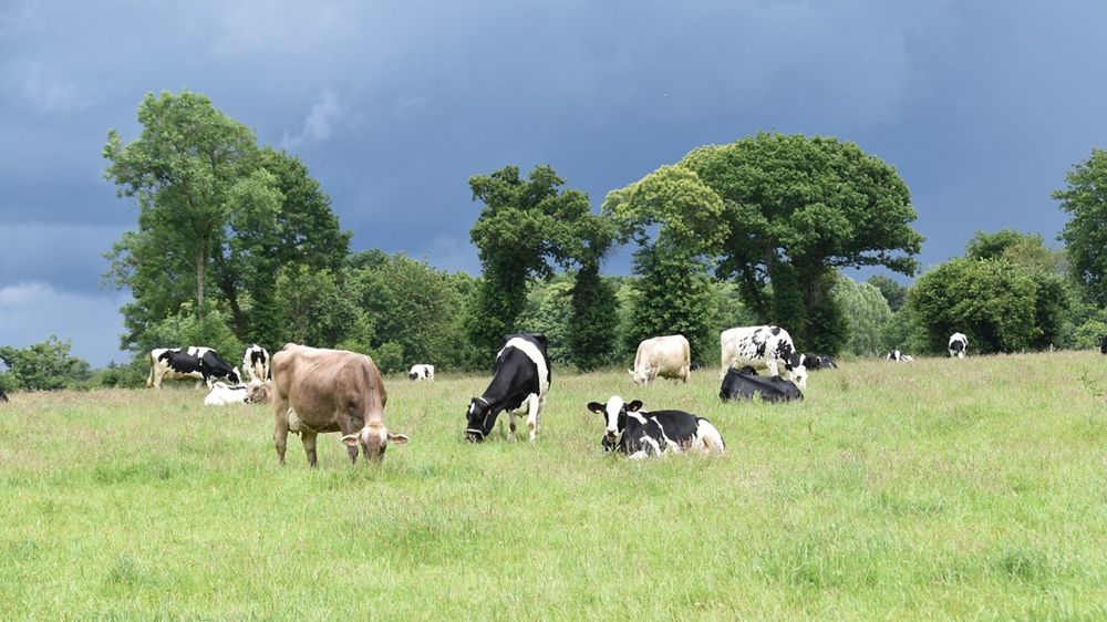L'alimentation des vaches sans OGM et l'accès au pâturage : deux conditions pour être collecté par LSDH.