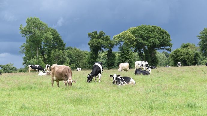 L'alimentation des vaches sans OGM et l'accès au pâturage : deux conditions pour être collecté par LSDH.