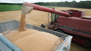 L’USDA prévoit une récolte de blé pour la campagne de 2024-2025 inférieure de 2,8 millions de tonnes à sa précédente projection, publiée en septembre.