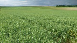 Le potentiel final du pois d’hiver se détermine dès l’implantation par les leviers agronomiques et la protection fongicide. Ici une parcelle à floraison 2024 avec un potentiel de 40 q/ha. Le potentiel final du pois d’hiver se détermine dès l’implantation par les leviers agronomiques et la protection fongicide. Ici une parcelle à floraison 2024 avec un potentiel de 40 q/ha.