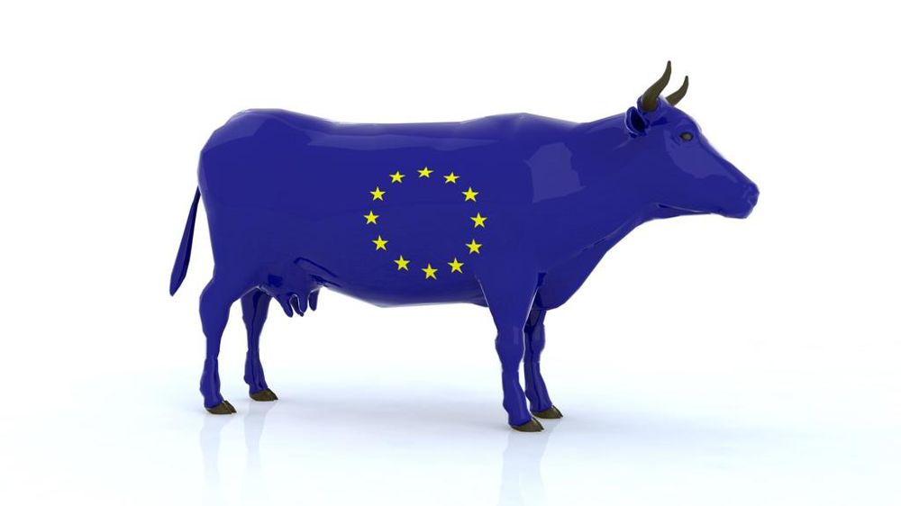 Vache et drapeau européen