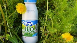 Lactalis collecte 230 Ml de lait bio. Le groupe souffre de son positionnement sur le marché du lait UHT en GMS qui valorise la grande majorité de ses volumes transformés en bio. Lactalis collecte 230 Ml de lait bio. Le groupe souffre de son positionnement sur le marché du lait UHT en GMS qui valorise la grande majorité de ses volumes transformés en bio.