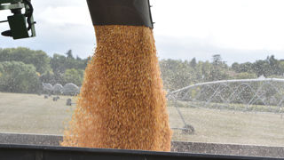 Le maïs grain qui est en train d’arriver sur le marché dans l’hémisphère Nord représente un facteur de baisse des prix.