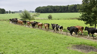 Les autorités néerlandaises ont annoncé la découverte de cas de FCO de sérotype 12 sur une vache et un mouton. (photo d'illustration) Les autorités néerlandaises ont annoncé la découverte de cas de FCO de sérotype 12 sur une vache et un mouton. (photo d'illustration)