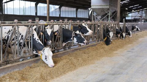 Vaches laitières à l'auge