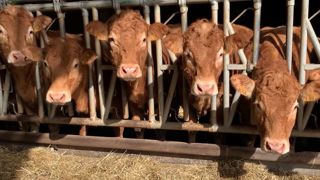 La durée de gestation moyenne d'une limousine est de 290 jours en race limousine, contre 280 en race holstein. La durée de gestation moyenne d'une limousine est de 290 jours en race limousine, contre 280 en race holstein.