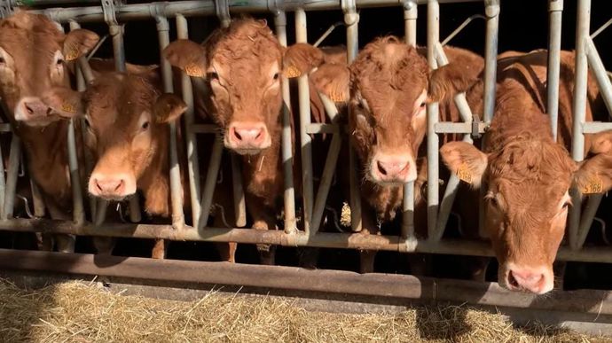 La durée de gestation moyenne d'une limousine est de 290 jours en race limousine, contre 280 en race holstein.
